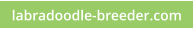 labradoodle-breeder.com