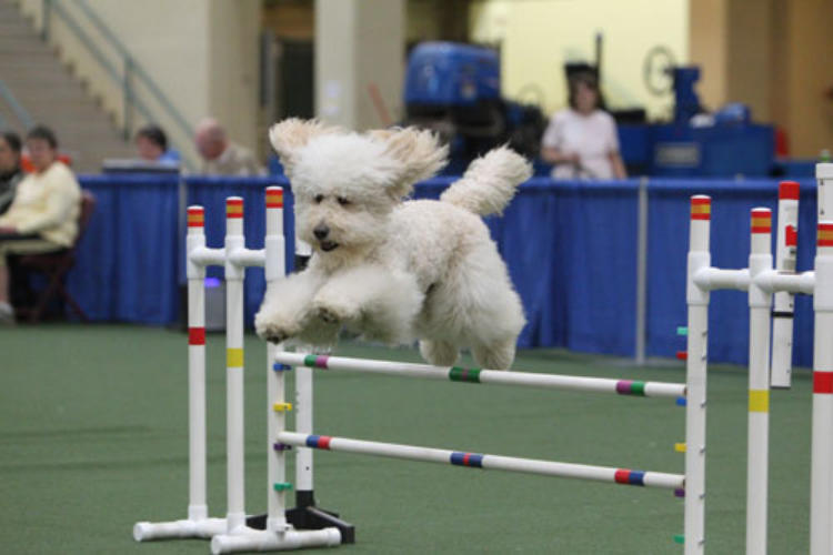 Goldendoodle agility sales