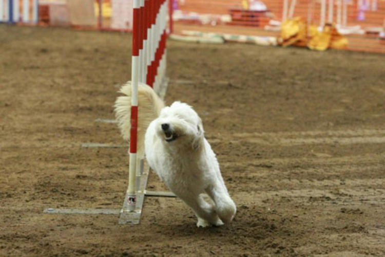 Goldendoodle agility store