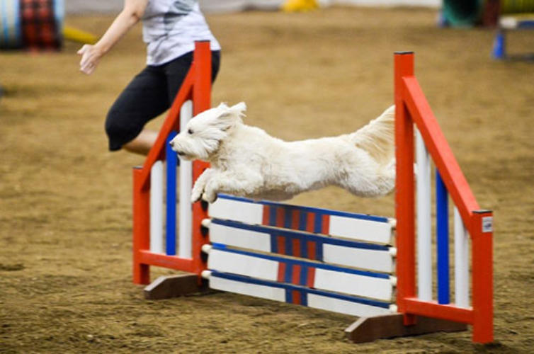 Goldendoodle agility sales