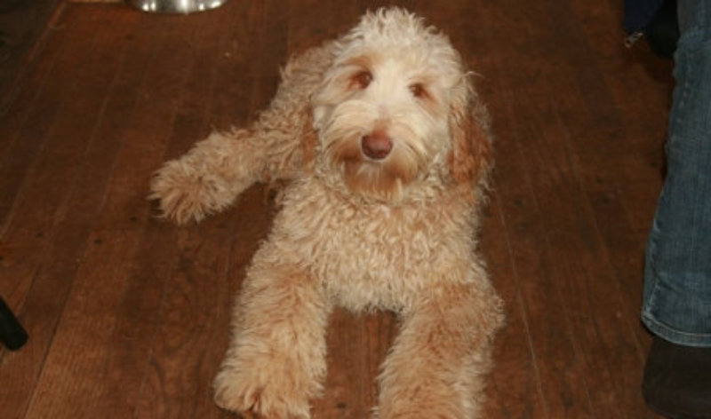 Willowlane farms hot sale goldendoodles