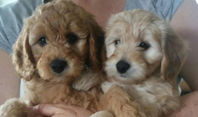 micro goldendoodle puppies for sale