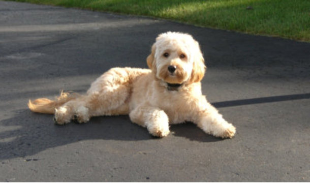 Xs deals petite goldendoodle