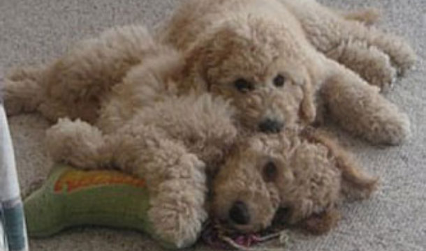 beyond bliss poodles and doodles