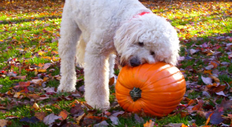 19 Amazing Facts About Goldendoodles — Pumpkin®
