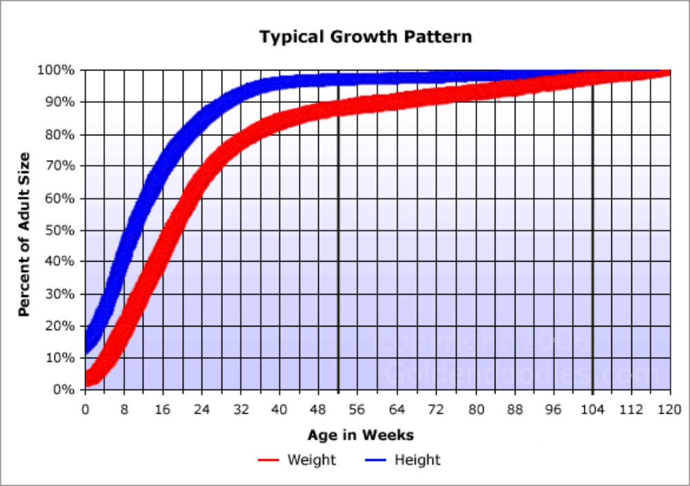 Puppy Growth Chart for Doodles and Interactive Calculator!