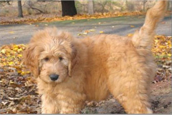 apricot goldendoodle