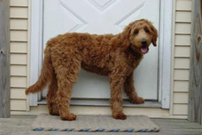 Red store goldendoodle adult