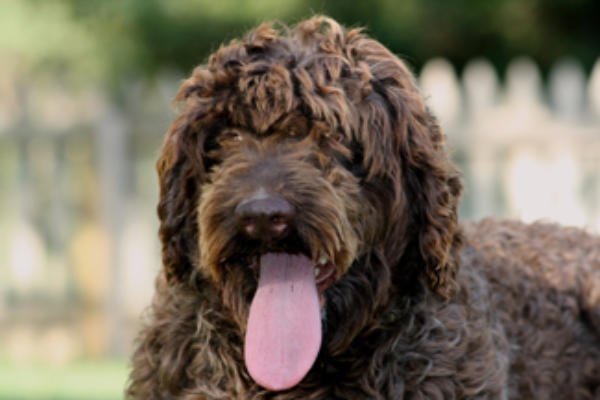 Chocolate f1b clearance goldendoodle