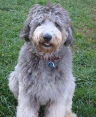 grey goldendoodle puppy