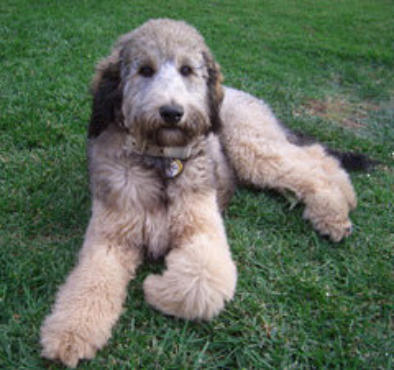 silver phantom goldendoodle for sale