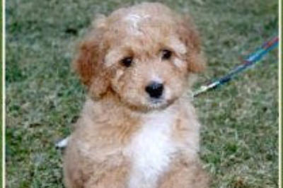 spotted goldendoodle