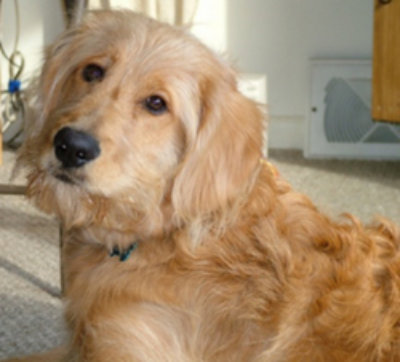 goldendoodle and golden retriever