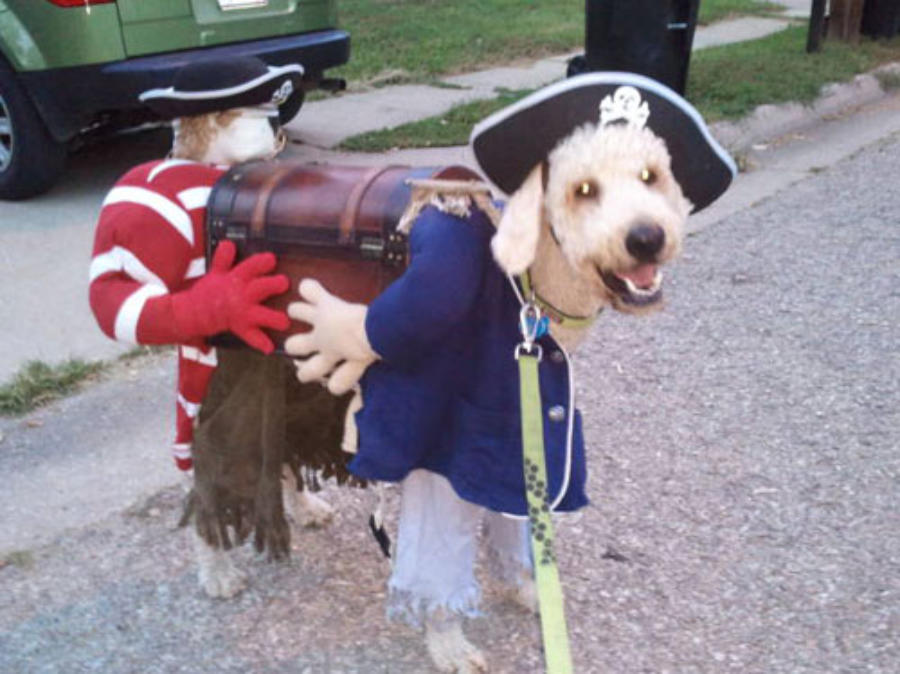 Labradoodle costumes cheap