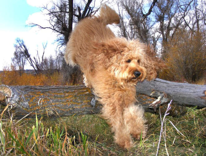 Murphy goldendoodle fashion